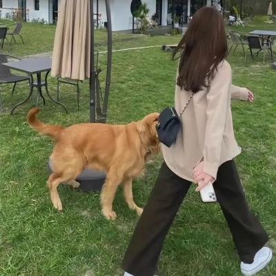 舞会的名册